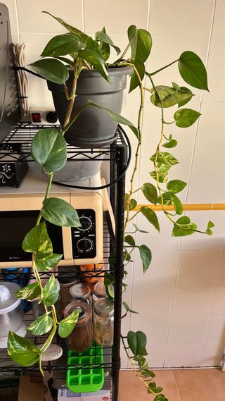 Planta de interior hoja verde