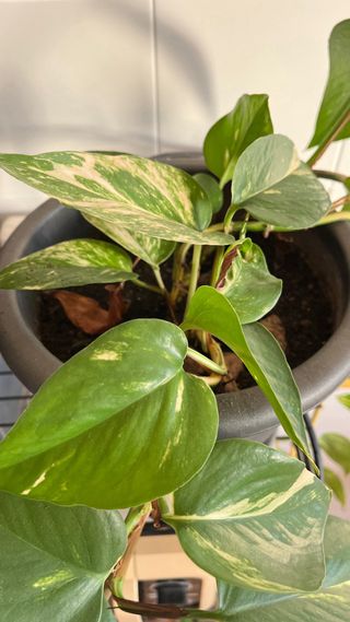 Planta de interior hoja verde