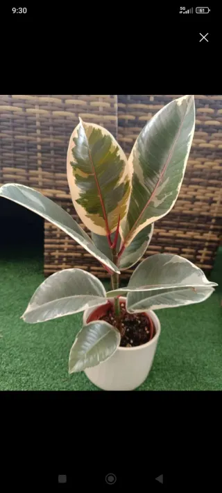 Ficus Elastica Tineke Planta