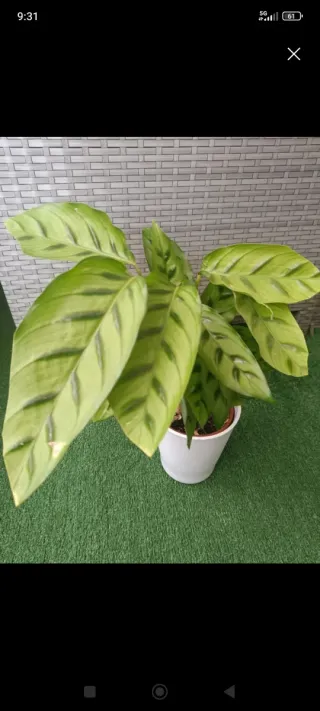 Planta Calathea