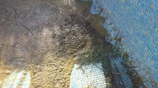 Servicios de limpieza y reparación de piscinas