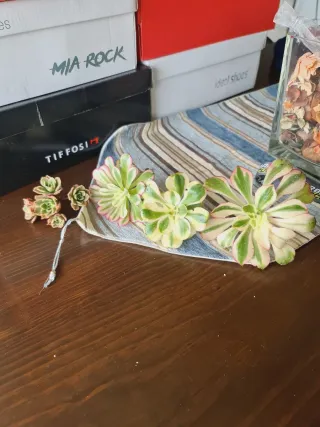 Esquejes de suculentas variadas