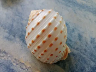 Caracola decorativa (Tona tesellata)