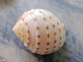 Caracola decorativa (Tona tesellata)