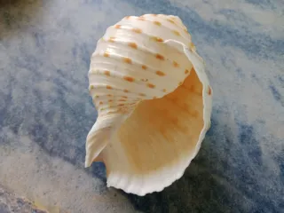 Caracola decorativa (Tona tesellata)