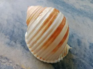 Caracola Tona sulcosa