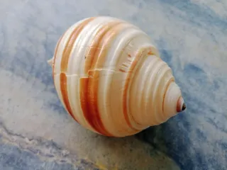 Caracola Tona sulcosa
