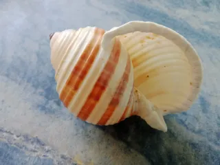 Caracola Tona sulcosa