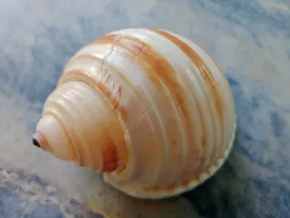 Caracola Tona sulcosa
