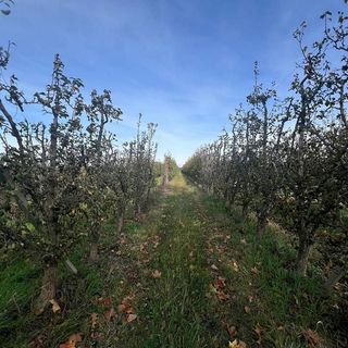 Terreno en venta en Golmés