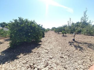 Solar en venta en Callosa de Segura