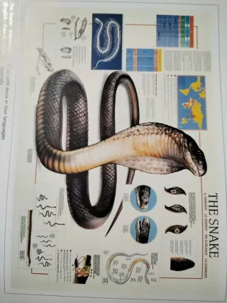 Stampa The Snake - Multilingue