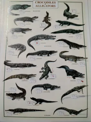 Stampa Coccodrilli e Alligatori