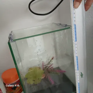 Pecera de cristal con accesorios.