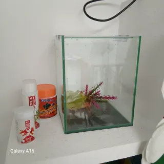 Pecera de cristal con accesorios.