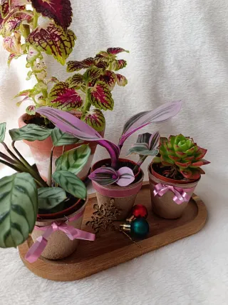 Lote plantas preciosas