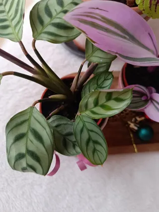 Lote plantas preciosas