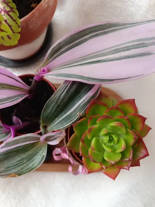 Lote plantas preciosas