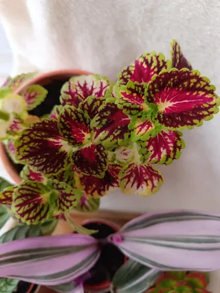 Lote plantas preciosas