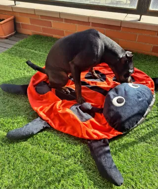 Cama / colchón para mascota / perro forma insecto