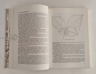 Los olmos y la grafiosis en España.