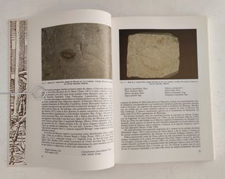 Los olmos y la grafiosis en España.