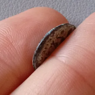 ≡ Espectacular Moneda griega dios Zeus