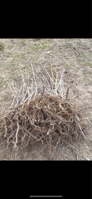 Plantones de Paulownia