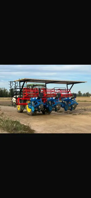 Sembradora de brócoli a sembrado 100 hectáreas