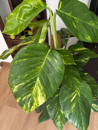 Poto Gigante Hallawano