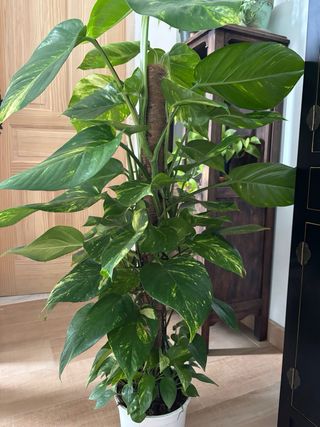 Poto Gigante Hallawano