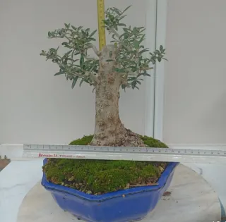 Bonsai eleagnus
