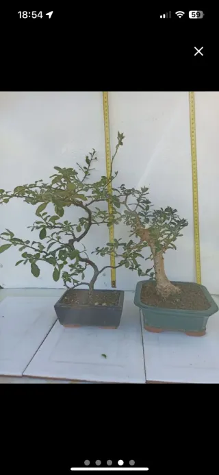 Bonsai eleagnus