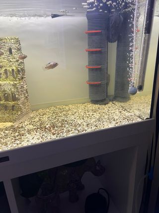 Acuario 120L con mueble blanco,