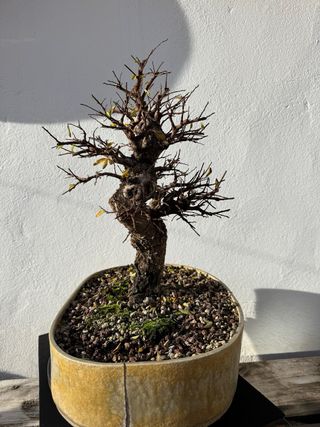 Bonsái Olmo Nire
