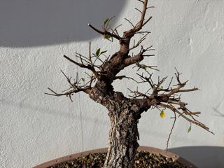 Bonsái Olmo Nire