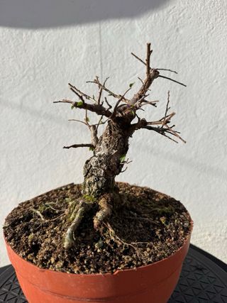 Bonsái Olmo Nire