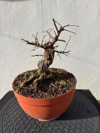 Bonsái Olmo Nire