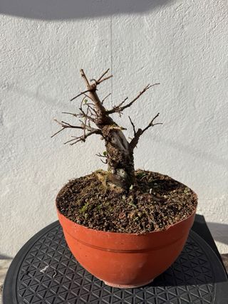 Bonsái Olmo Nire