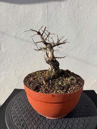 Bonsái Olmo Nire