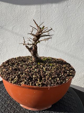 Bonsái Olmo Nire