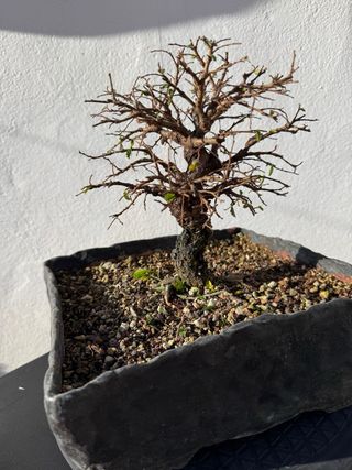 Bonsái Olmo Nire