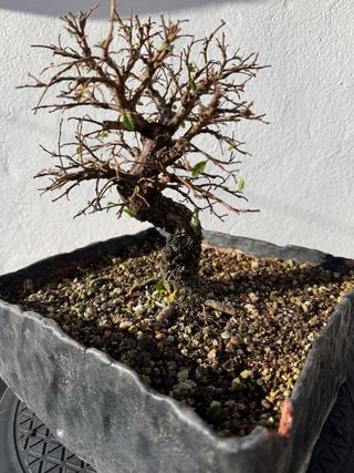 Bonsái Olmo Nire