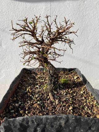 Bonsái Olmo Nire