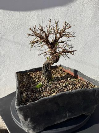 Bonsái Olmo Nire