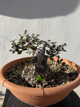 Bonsai Acebuche