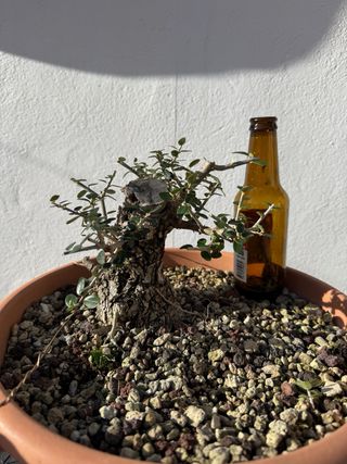 Bonsai Acebuche