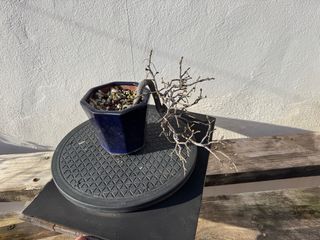 Bonsái kaki Rhombifolia