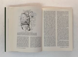 La vida de los vertebrados.