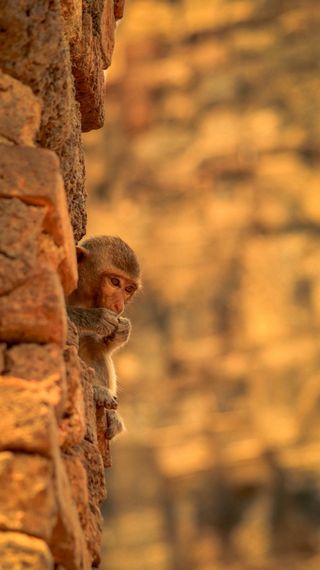 Canon EF 70-300mm IS II Nano USM - Teleobjetivo